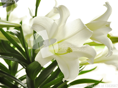 Image of white lily