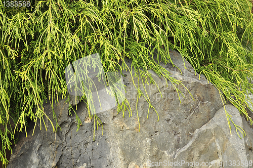 Image of nature background