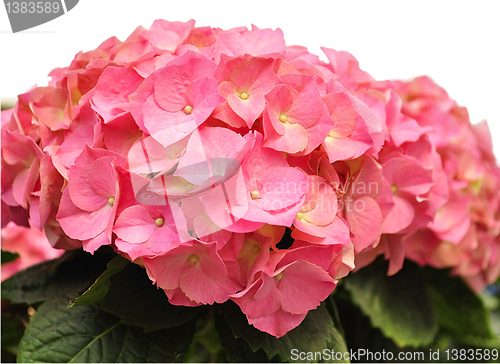 Image of hortensia 