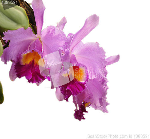 Image of  cattleya flowers 