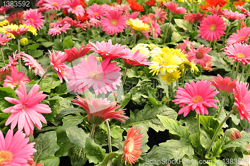 Image of gerbera daisy