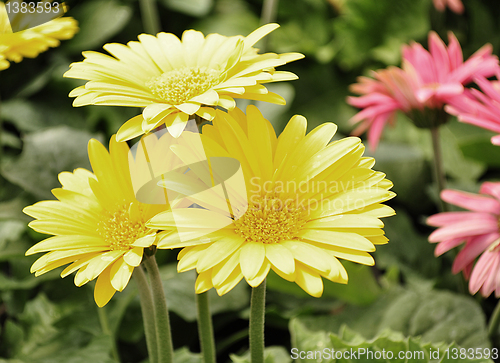 Image of gerbera daisy