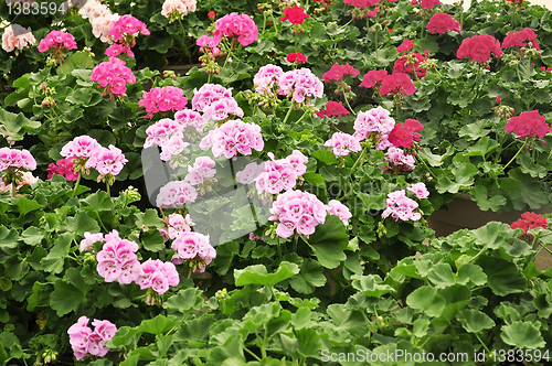 Image of geranium