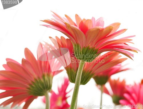 Image of gerbera daisy