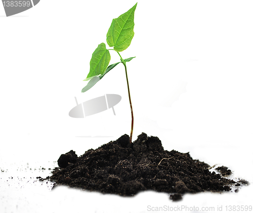 Image of small tree