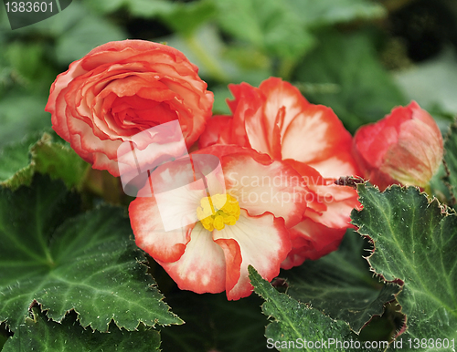 Image of  begonia