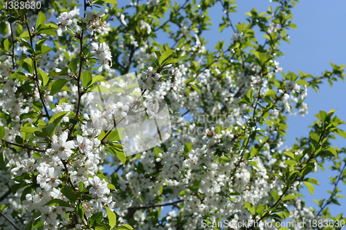 Image of flowers on the cherry tree