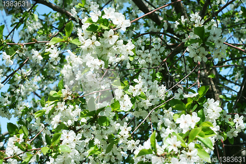 Image of flowers on the cherry tree