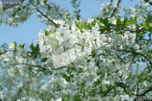 Image of flowers on the cherry tree