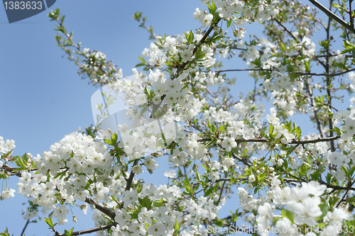 Image of flowers on the cherry tree