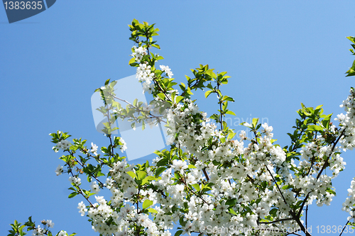 Image of flowers on the cherry tree