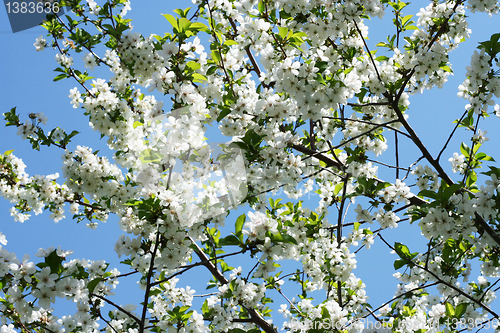 Image of flowers on the cherry tree