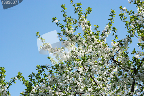 Image of flowers on the cherry tree