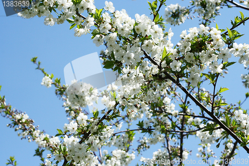 Image of flowers on the cherry tree