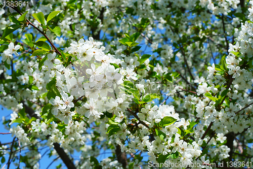 Image of flowers on the cherry tree