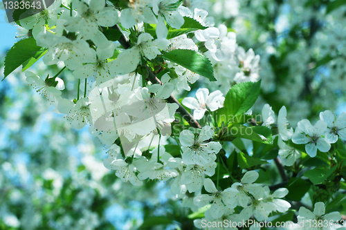 Image of flowers on the cherry tree