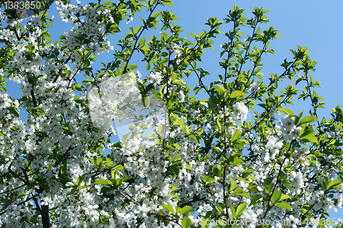 Image of flowers on the cherry tree