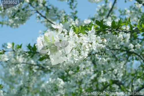 Image of flowers on the cherry tree