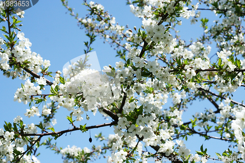 Image of flowers on the cherry tree