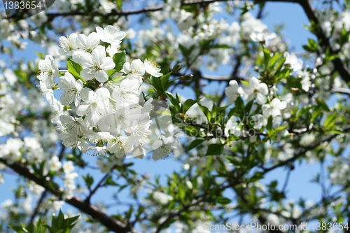 Image of flowers on the cherry tree