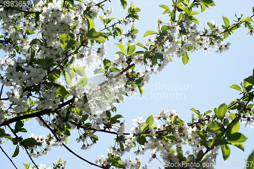 Image of flowers on the cherry tree