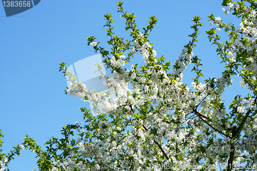 Image of flowers on the cherry tree