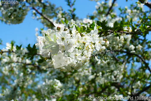 Image of flowers on the cherry tree