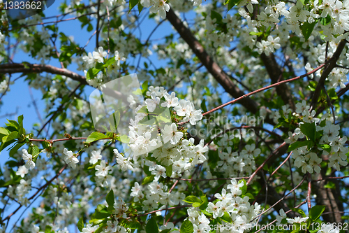 Image of flowers on the cherry tree