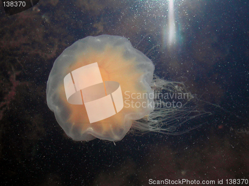 Image of Red jellyfish