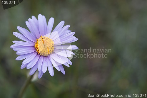 Image of Aster alpinus