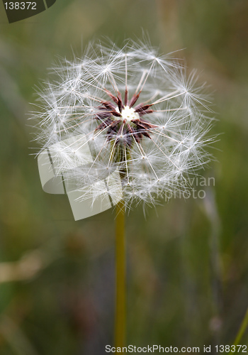 Image of Dandelion