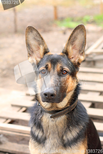 Image of Sheep dog