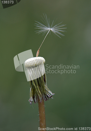 Image of Bald Dandelion
