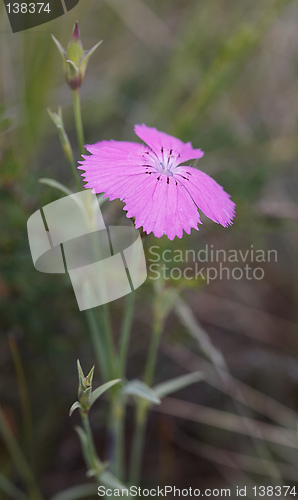 Image of Dianthus versicolor