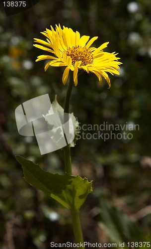 Image of Doronicum altaicum