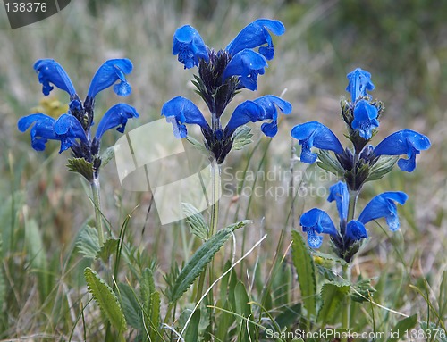 Image of Dracocephalum grandiflorum