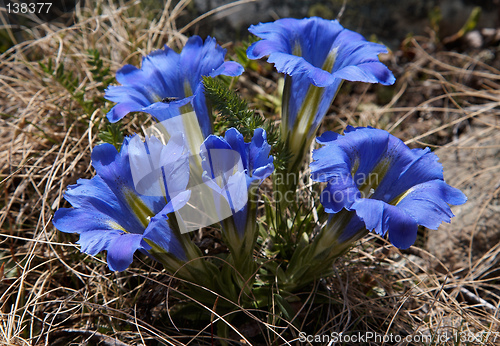 Image of Gentiana grandiflora