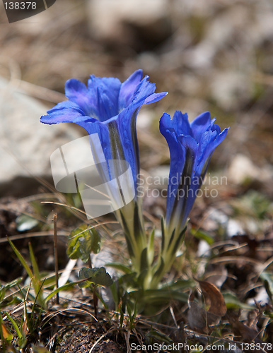 Image of Gentiana grandiflora