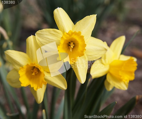 Image of Yellow Narcissus