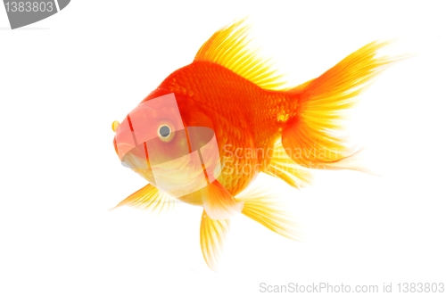 Image of goldfish