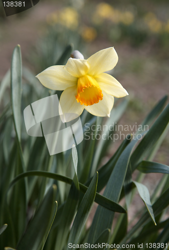 Image of Yellow Narcissus