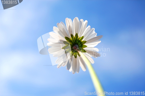 Image of daisy under blue sky