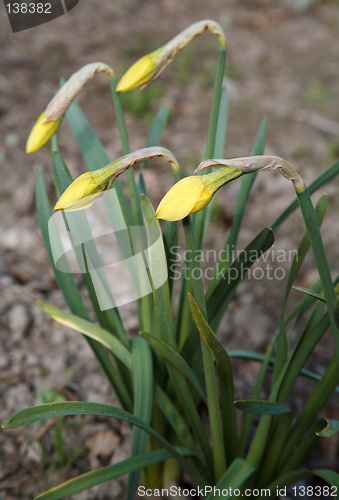 Image of Yellow Narcissus