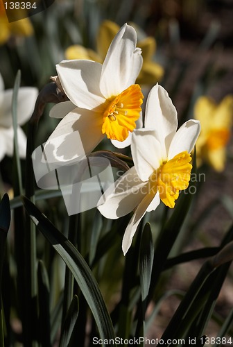 Image of White Narcissus