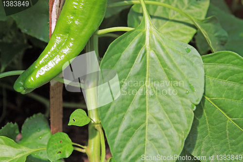 Image of green pepper on agricultural farm