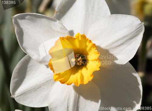 Image of White Narcissus