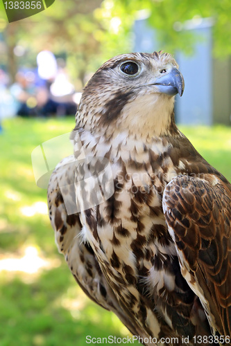 Image of falcon