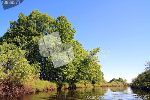 Image of oak wood on coast river