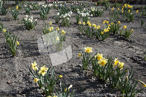 Image of Yellow Narcissus