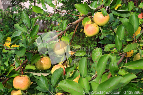 Image of apple on branch